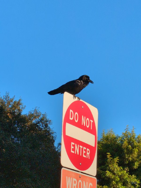 A raven on a Do Not Enter street sign